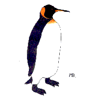 King Penguin