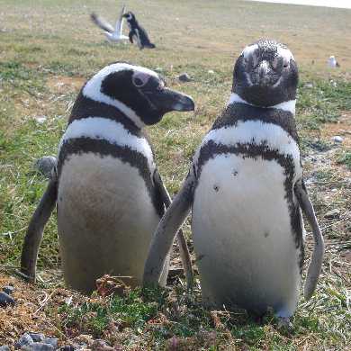 penguins