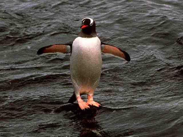 gentoo-penguins.jpg