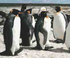 King Penguins